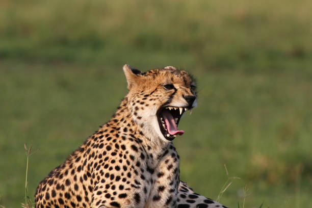 istock Portrait if a young cheetah laying on termite mound and yawning 1485834533