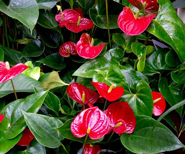 istock small colored flowers as a background for artists 1485835130