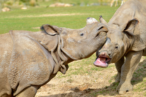 Heads of two Indian rhinoceros (Rhinoceros unicornis) mouth open and playing with another congener