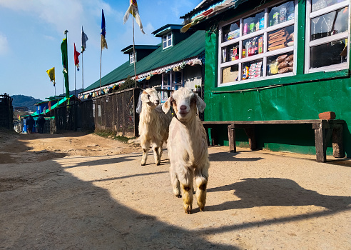 This photo features two white Himalayan goats standing on a green pasture in Kala Pokri village, Nepal. The goats are looking at the camera with happy faces. The background consists of small wooden houses with green colored roofs and colorful religious flags. The photo was taken while trekking towards Sandakphu.