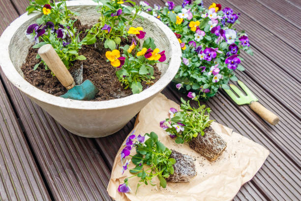 istock A planting pot with gardening tools in it and tray box with pansy seedlings 1485837219