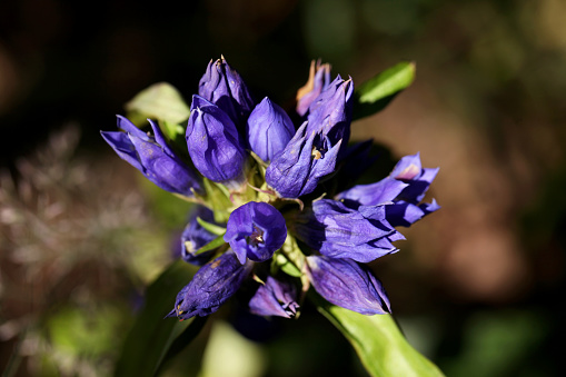 Gentiana Triflora closeup photography
