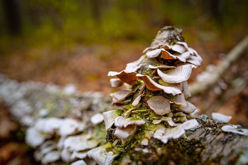 Wild mushroom growing on the tree trunk in the forest
