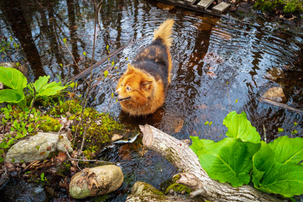 A Brown dog in the forest swamp