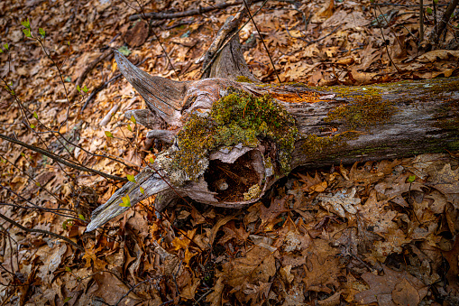 The tree trunk and old barks in the woodland, animal head-shaped deadwood