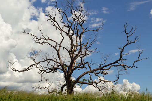 Anicuns, Goias, Brazil – April 22, 2023: A dry tree on a roadside with grass and cloudy sky in the background.