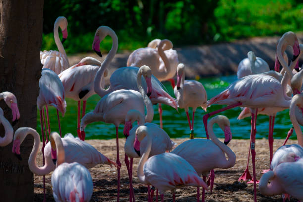 istock Group of Flamingos 1485842690
