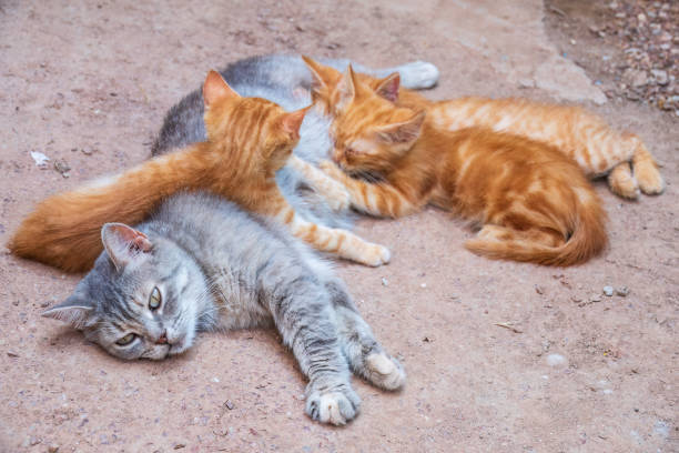 istock Mother cat resting on a concrete floor and nursing her three ginger kittens. Three ginger kittens drink milk from their gray mother cat lying on the ground, otdoors. 1485843303