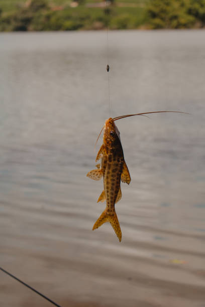 istock catfish fish sideways on fishing line 1485843525