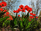 First red flowers (tulips)  in Moscow