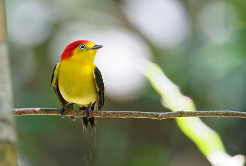 a Manakin watches from his perch in a tree on the Los Llanos of Colombia