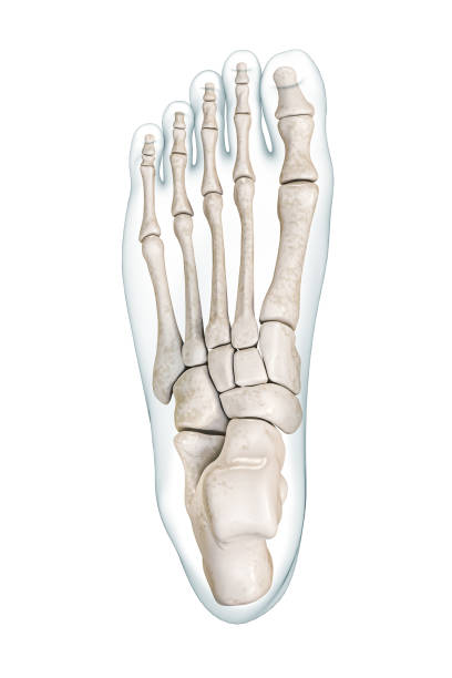 istock Foot bones superior or top view with body contours 3D rendering illustration isolated on white with copy space. Human skeleton or skeletal system anatomy, medical diagram, osteology concepts. 1485846982
