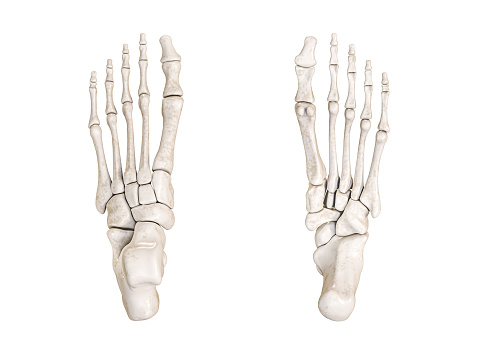 Huesos del pie inferior y vista superior etiquetada con colores Ilustración de representación 3D aislada en blanco con espacio de copia. Anatomía del esqueleto humano, diagrama médico, conceptos de osteología . photo