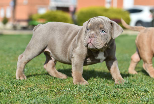 A little american bully dog A little american bully dog in the park american bully dog stock pictures, royalty-free photos & images