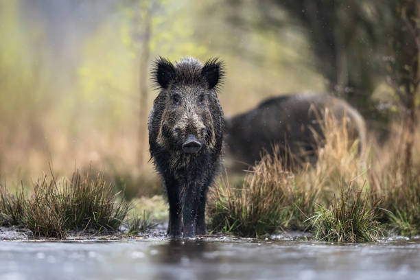 Wild boar (Sus scrofa), Eurasian wild pig. stock photo