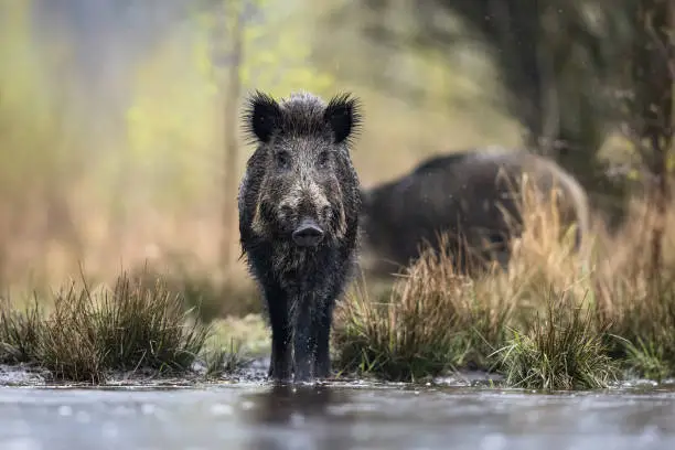 Wild boar male (Sus scrofa) in swamp, natural habitat, springtime.