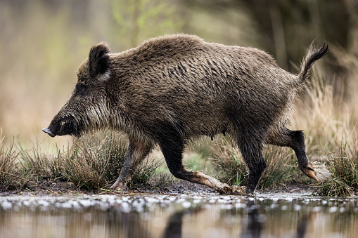 Wild boar runs on the water, natural habitat, springtime.