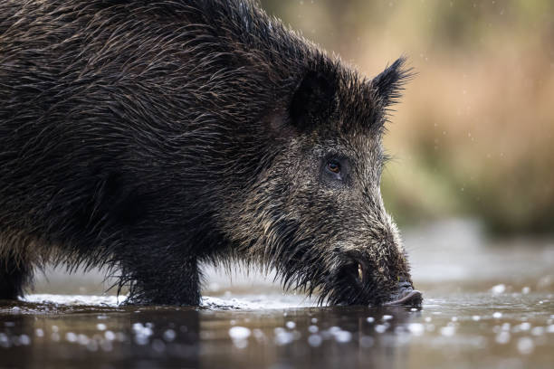 istock Wild boar (Sus scrofa), Eurasian wild pig. 1485851245
