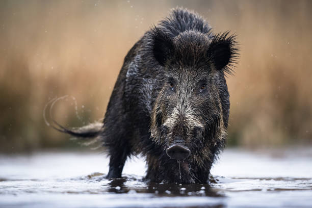 istock Wild boar (Sus scrofa), Eurasian wild pig. 1485851318