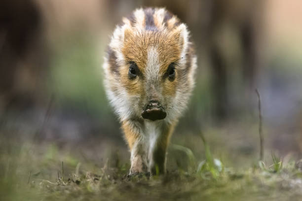 Wild BoarPiglet (squeaker),  natural habitat, springtime.