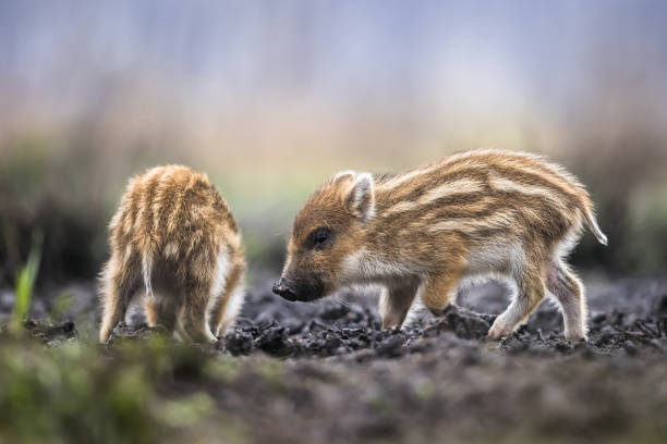 멧돼지 (sus scrofa), 유라시아 야생 돼지. - domestic pig animals in the wild wild boar hunting 뉴스 사진 이미지
