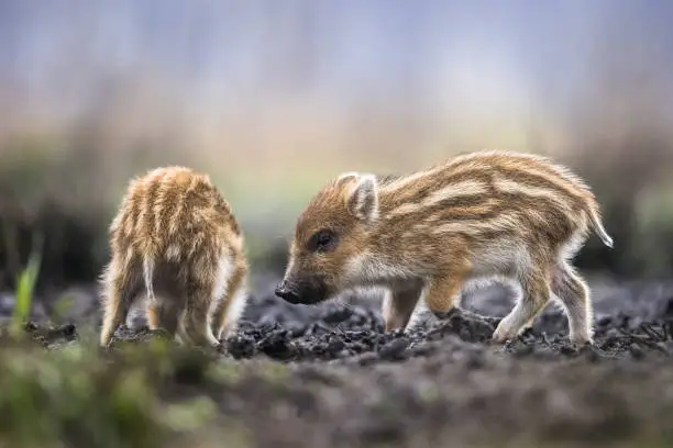 Wild BoarPiglet (squeaker),  natural habitat, springtime.