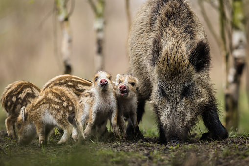 Wild boar mother with piglets, natural habitat, springtime.