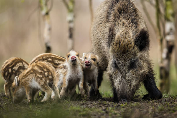 Cтоковое фото Дикий кабан (Sus scrofa), евразийская дикая свинья.