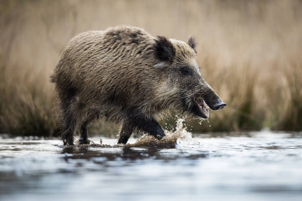 The National park in Lelystad, The Netherlands. Leafy wildlife park home to roaming boar, bison & deer, popular for hiking, biking & birdwatching.