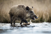 Wild boar (Sus scrofa), Eurasian wild pig.
