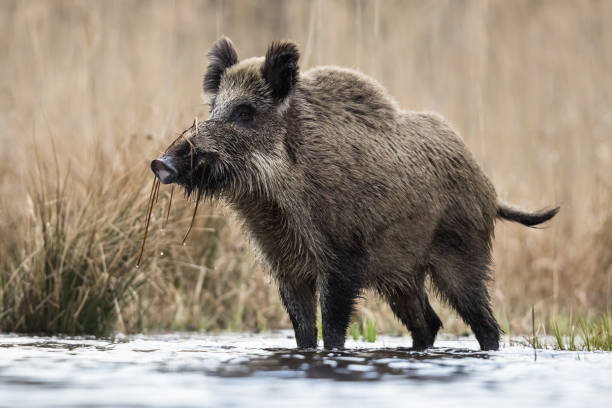 istock Wild boar (Sus scrofa), Eurasian wild pig. 1485851517