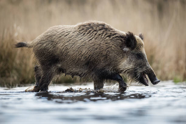 멧돼지 (sus scrofa), 유라시아 야생 돼지. - domestic pig animals in the wild wild boar hunting 뉴스 사진 이미지