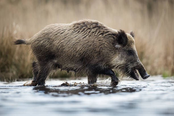 Wild boar female (Sus scrofa) in swamp, natural habitat, springtime.