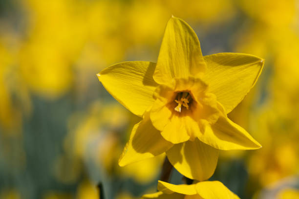 A bright yellow daffodil grows in a field of daffodils in spring.