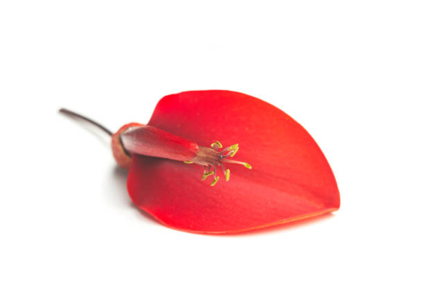 A ceibo flower on a white background in a close up view