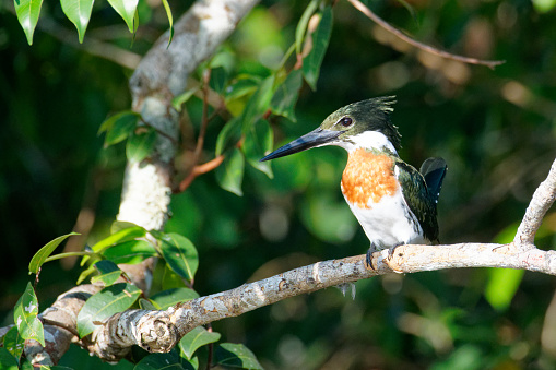 a Kingfisher perches waiting for a fish to swim below it in the Los Llanos region of Colombia