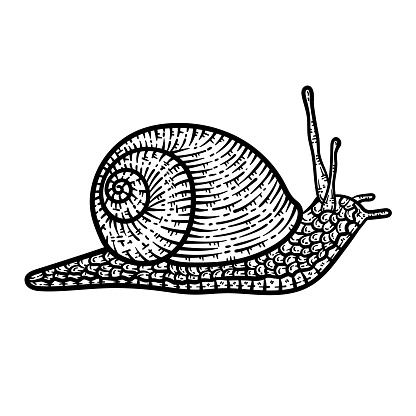 A cute and beautiful coloring page of a Snail. Provides hours of coloring fun for adults.