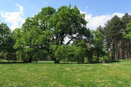 A large tree and grass full of flowers, nice spring day in Sremska Kamenica Park. People enjoying nice weather