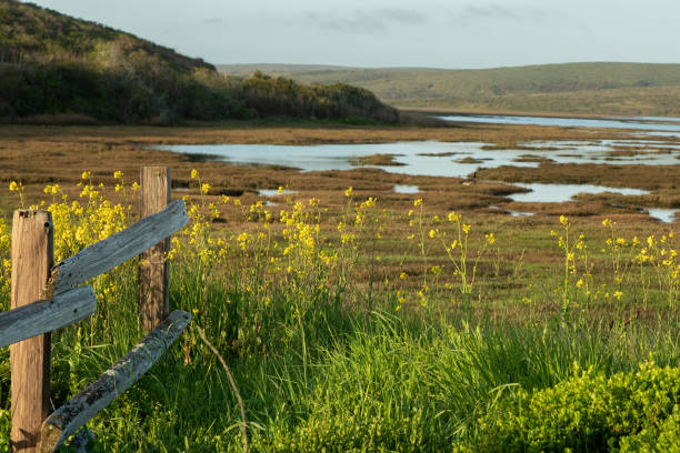 marsh with rustic wood dense and landscape