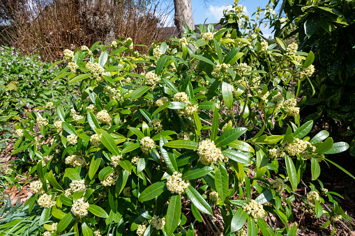 Close up of skimmia japonica Kew Green flowers in bloom