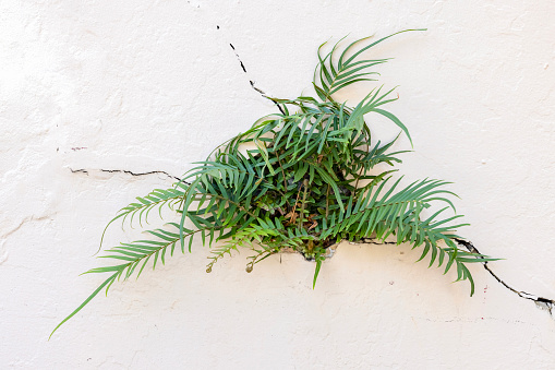 Fern growing on white, cracked wall, background with copy space, full frame horizontal composition