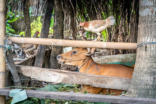 Balinese cattle and chickens in the cage in Nusa Ceningan, Bali, Indonesia