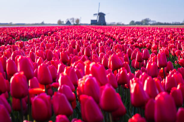 istock Red tulips in a Dutch field. 1485859600