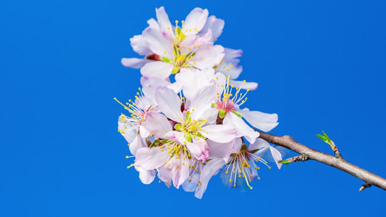 Almond Flowers Bloom in Time Lapse on a Blue Background. Macro Timelapse Video of Spring Tree Blossoming Branch. Birth of Nature
