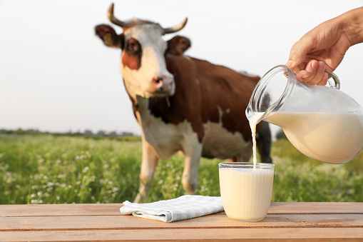 Male farmer pouring milk in canister at dairy farm with cow in background