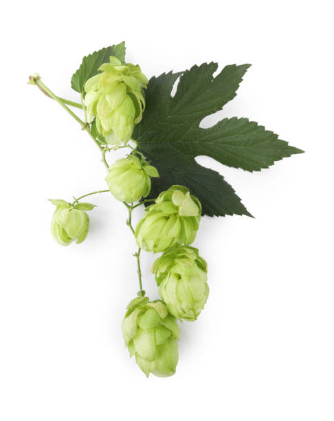 istock Branch of fresh green hops on white background, top view 1485861670