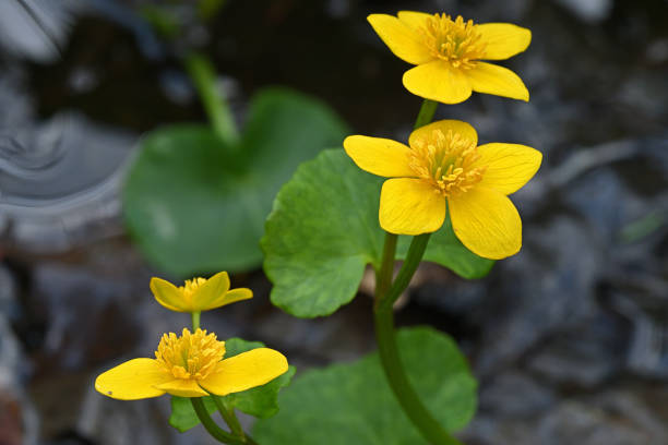 istock Marsh marigold foursome 1485864095