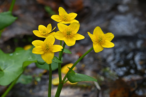 Marsh marigolds, horizontal. Early spring on a Connecticut riverbank.