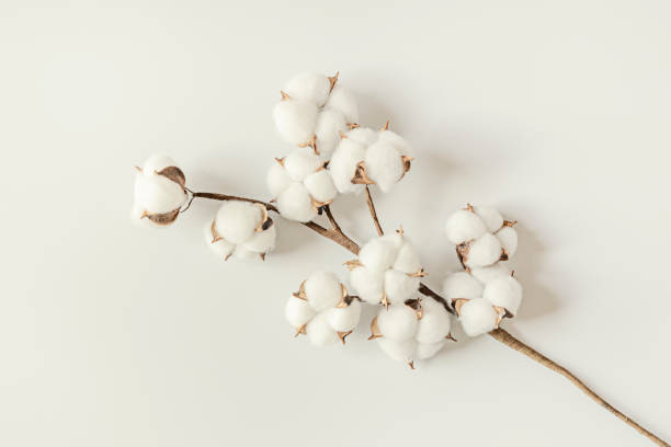 istock Decorative cotton branch with many white buds on white background seen from the top 1485864270