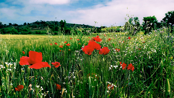 pretty background of wheat field with poppy flower (Ecoquelicot)
